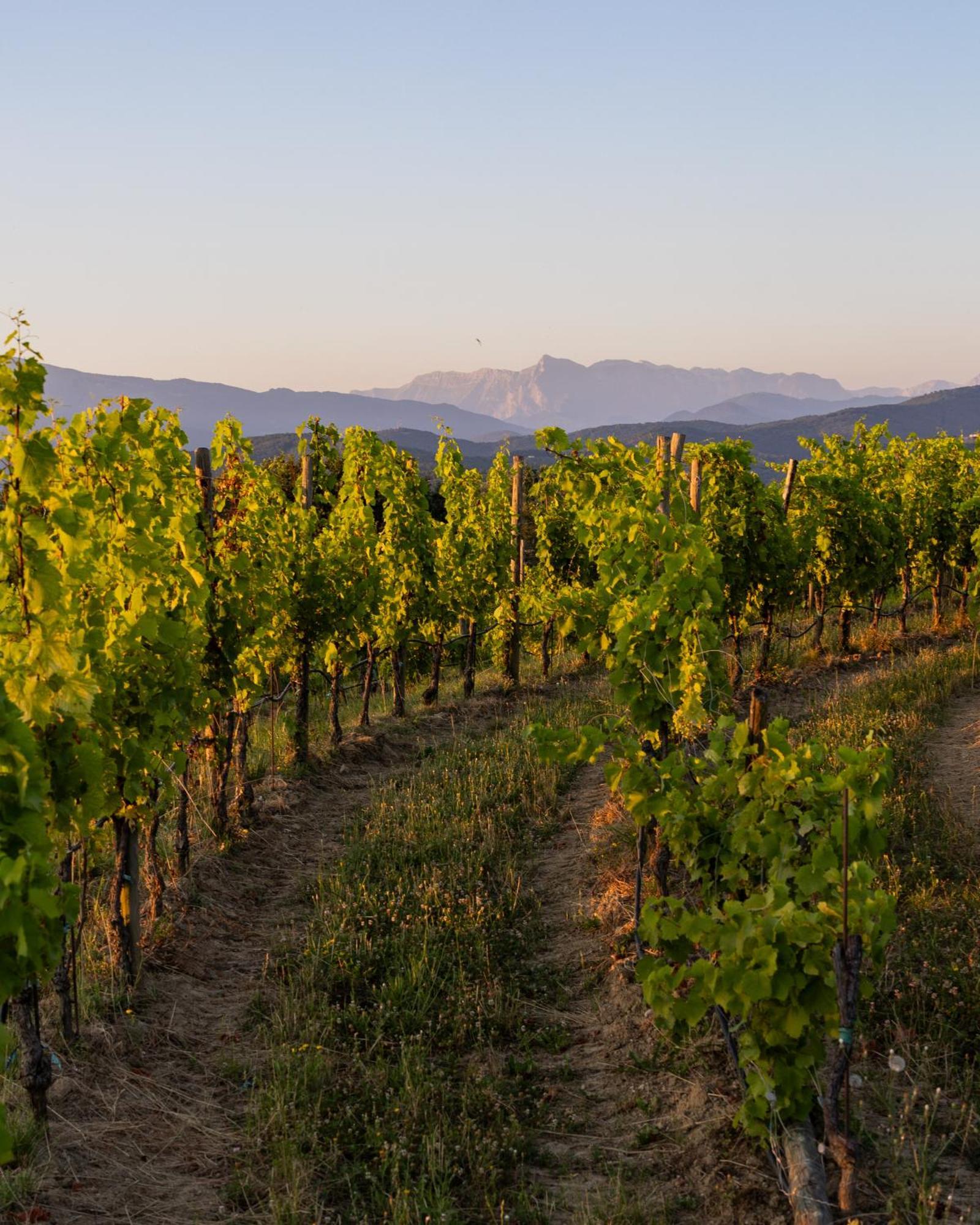Tenuta Perusini Corno di Rosazzo Eksteriør billede